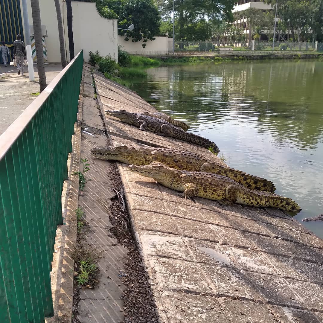 du Lac aux crocodiles de Yamoussoukro
